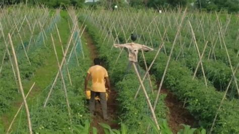 importance of staking in agriculture|Effect of Staking on Growth and Yield of Tomatoes.